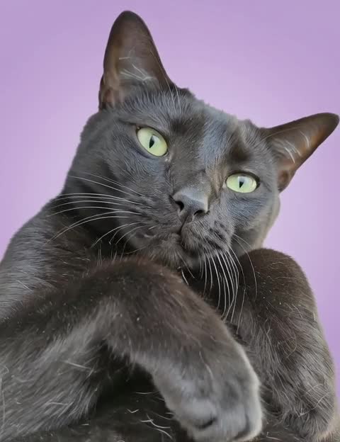 Bubba