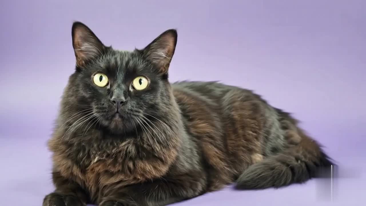 MooMoo